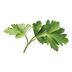Flat Leaf Parsley