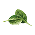 New Zealand spinach, raw